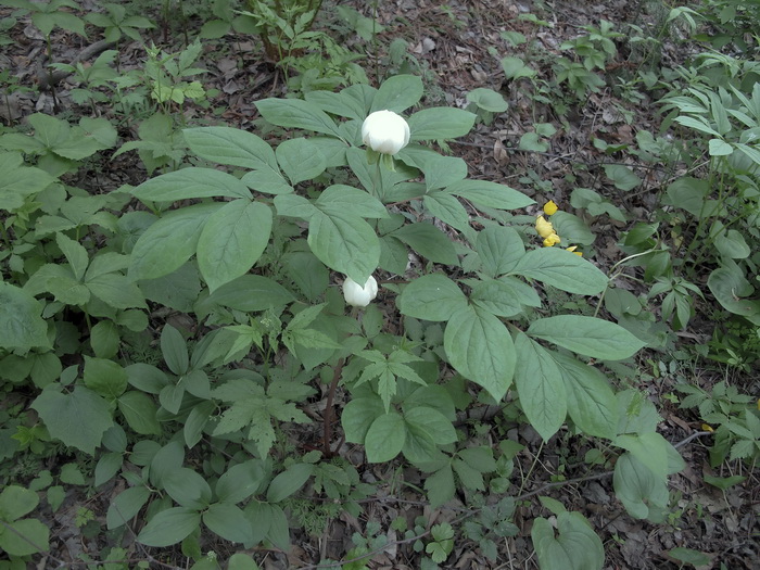 Изображение особи Paeonia obovata.