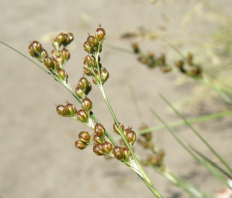 Изображение особи Juncus compressus.