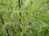 Erucastrum armoracioides