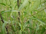 Erucastrum armoracioides. Побеги в средней части растения. Татарстан, г. Бавлы, остепнённый склон. 10.06.2011.