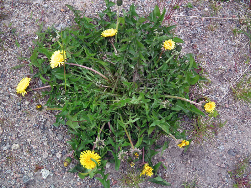 Image of genus Taraxacum specimen.
