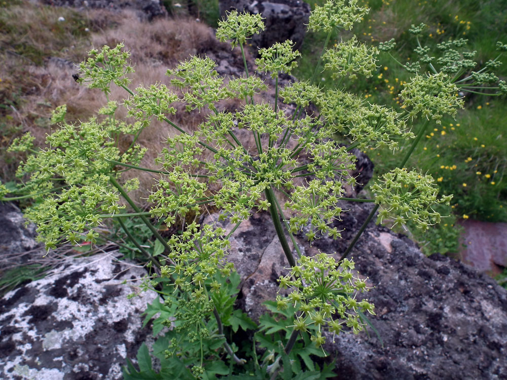 Image of Heracleum sibiricum specimen.
