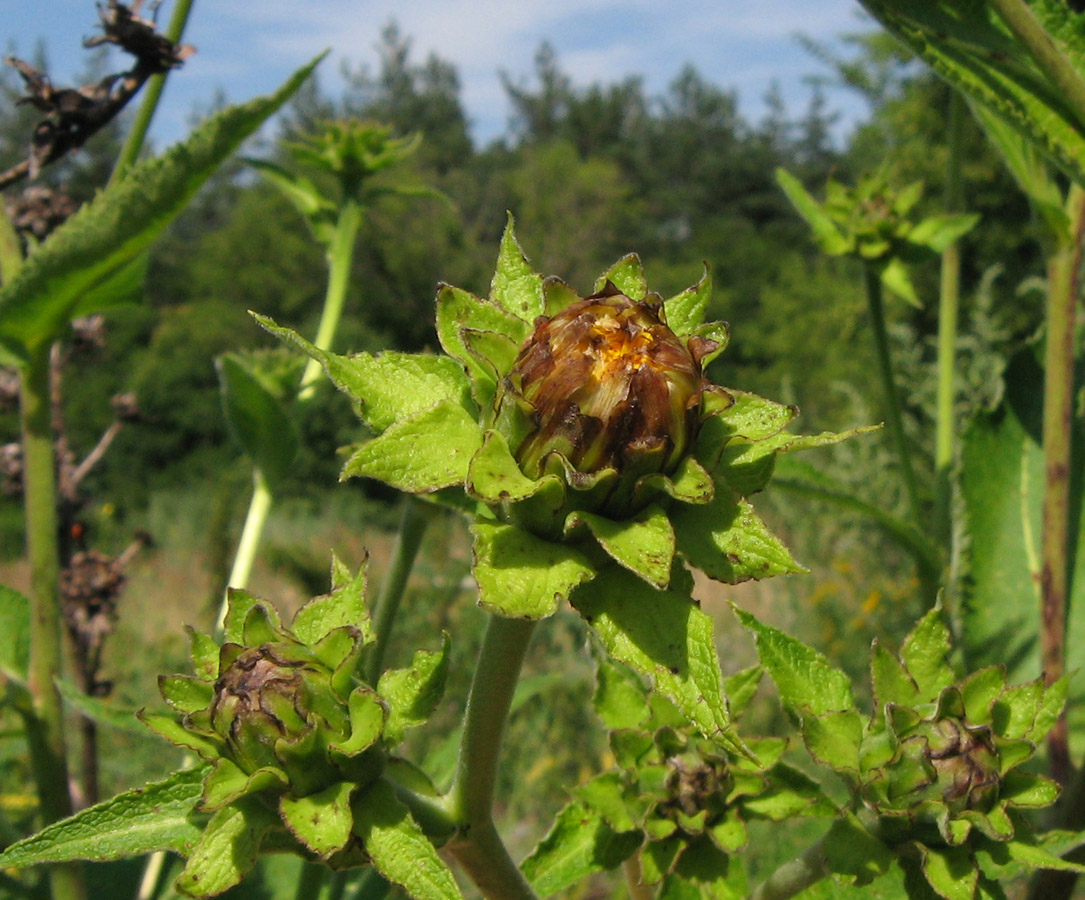 Image of Inula helenium specimen.