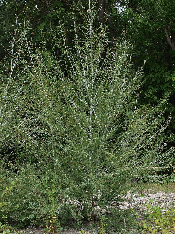 Image of Chosenia arbutifolia specimen.