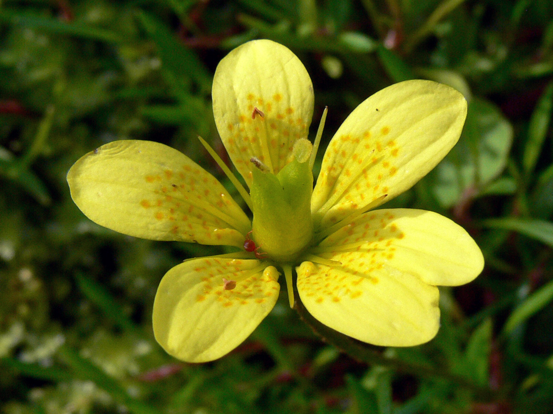 Изображение особи Saxifraga hirculus.