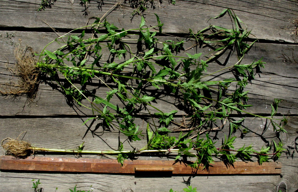 Image of Bidens minor specimen.