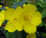 Oenothera tetragona