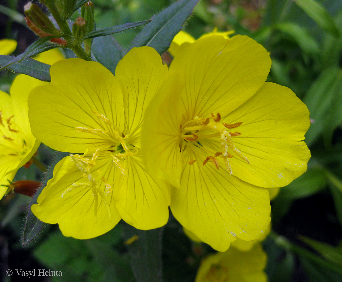 Image of Oenothera tetragona specimen.