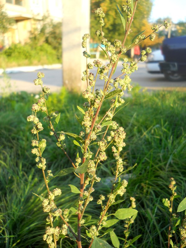 Image of Chenopodium strictum specimen.