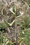 genus Astragalus