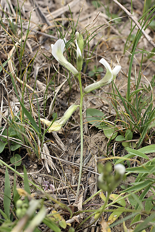 Изображение особи род Astragalus.