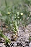 Lathyrus aphaca