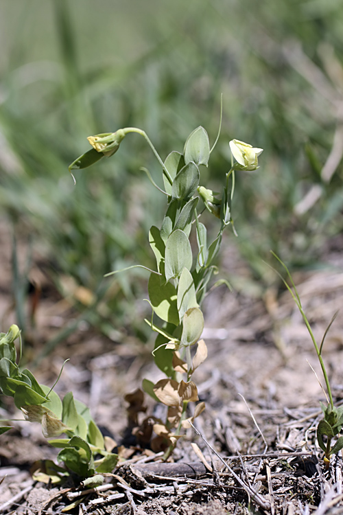 Изображение особи Lathyrus aphaca.