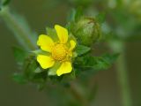 Potentilla norvegica. Цветок и бутон. Московская обл., Раменский р-н, Хрипань, дачный участок. 09.07.2005.