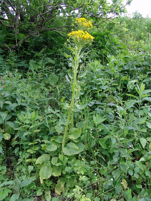 Изображение особи Tephroseris cladobotrys.