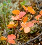 Betula nana