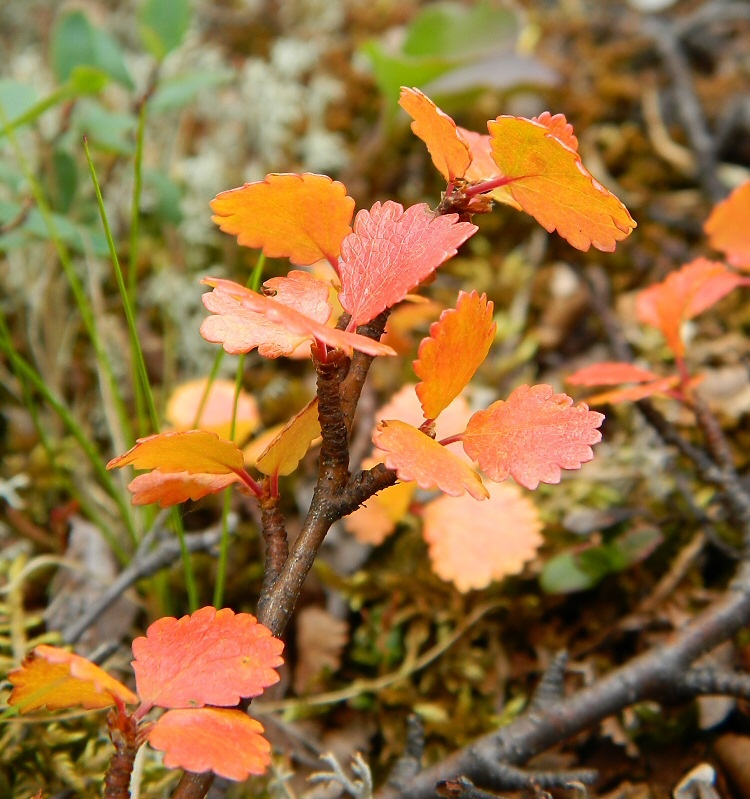 Image of Betula nana specimen.