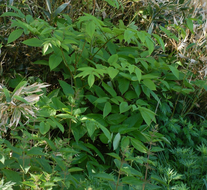 Image of Aralia cordata specimen.