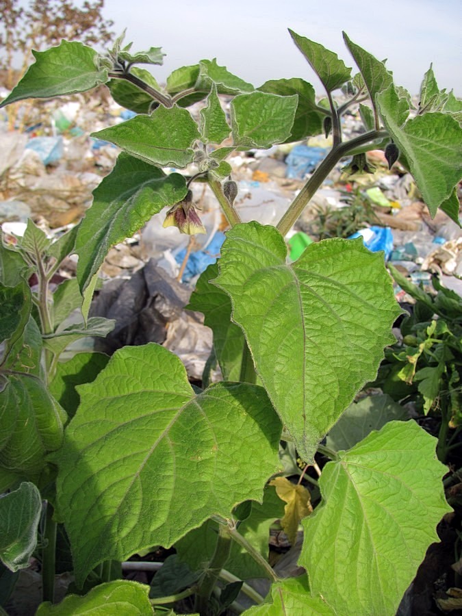 Image of Physalis peruviana specimen.