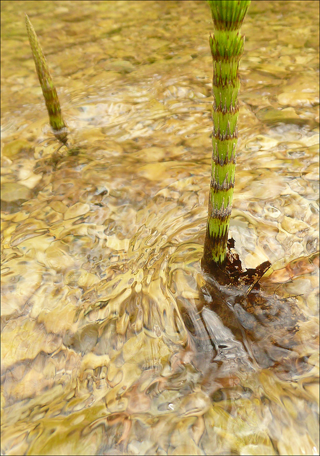 Image of Equisetum telmateia specimen.