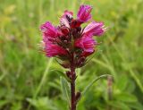 Echium russicum