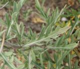 Diplotaxis tenuifolia