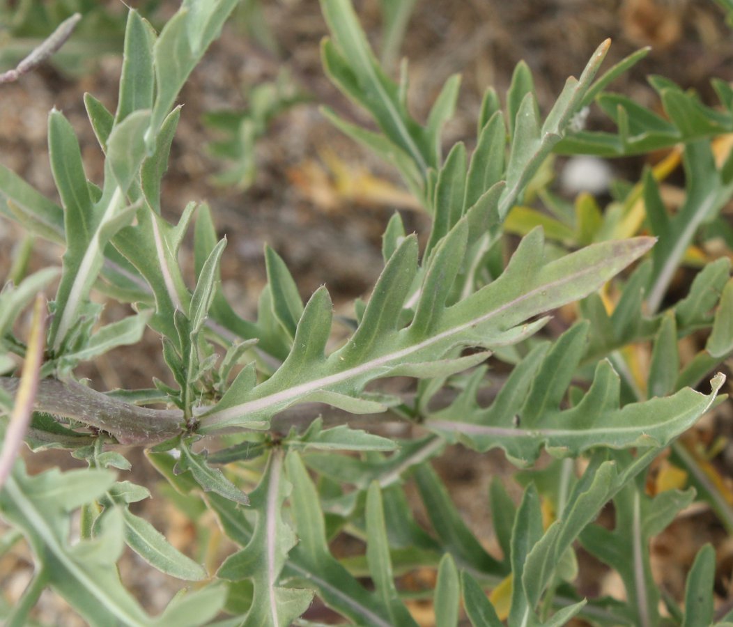 Image of Diplotaxis tenuifolia specimen.