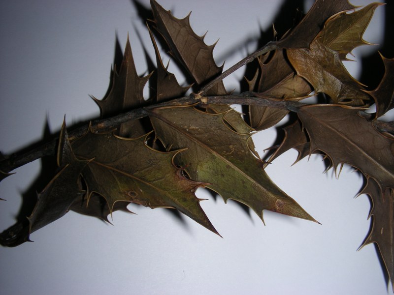 Image of Ilex colchica specimen.