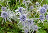 Eryngium planum. Соцветие. Нижегородская обл., Кстовский р-н, берег р. Кудьма. 14.07.2011.