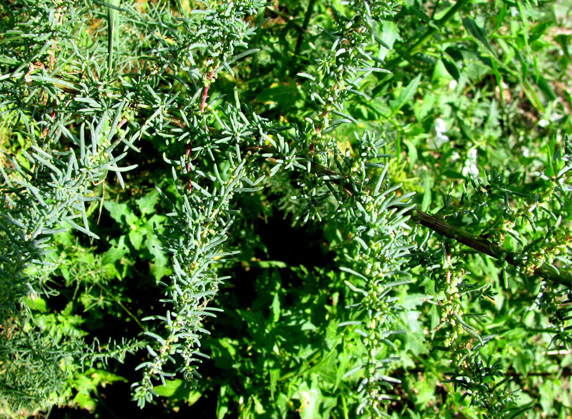 Image of Suaeda altissima specimen.