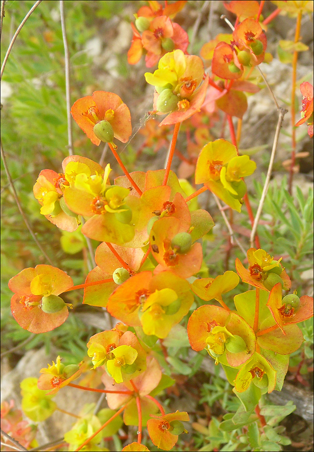 Image of Euphorbia petrophila specimen.