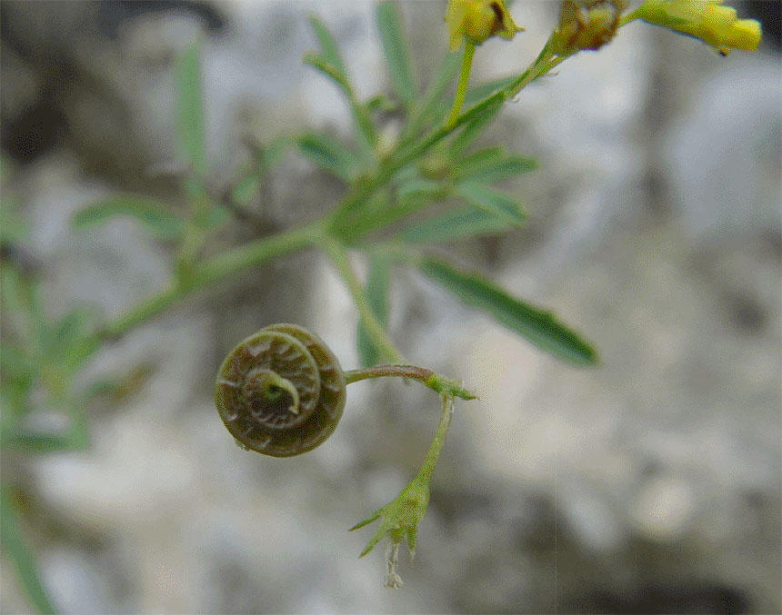 Изображение особи Medicago cancellata.