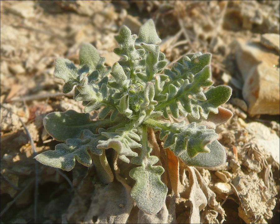 Image of Matthiola odoratissima specimen.