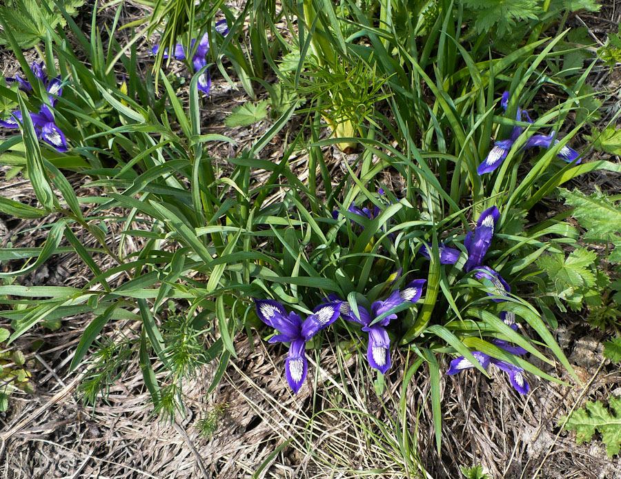 Image of Iris ruthenica specimen.