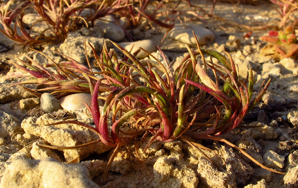 Изображение особи Parapholis marginata.