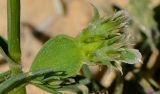 Pteranthus dichotomus. Соцветие. Израиль, Арава, окр. киббуца Наот Самдар. 06.03.2013.