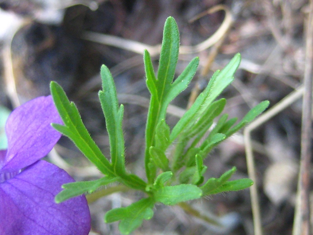 Изображение особи Viola dissecta.