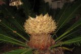 Cycas revoluta