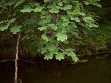 Acer platanoides. Ветвь взрослого дерева. Курская обл., Железногорский р-н, д. Клишино, пруд на притоке р. Смородинка. 7 июля 2007 г.