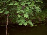 Acer platanoides