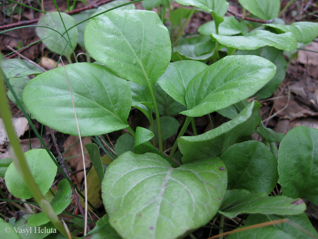 Image of Pyrola rotundifolia specimen.