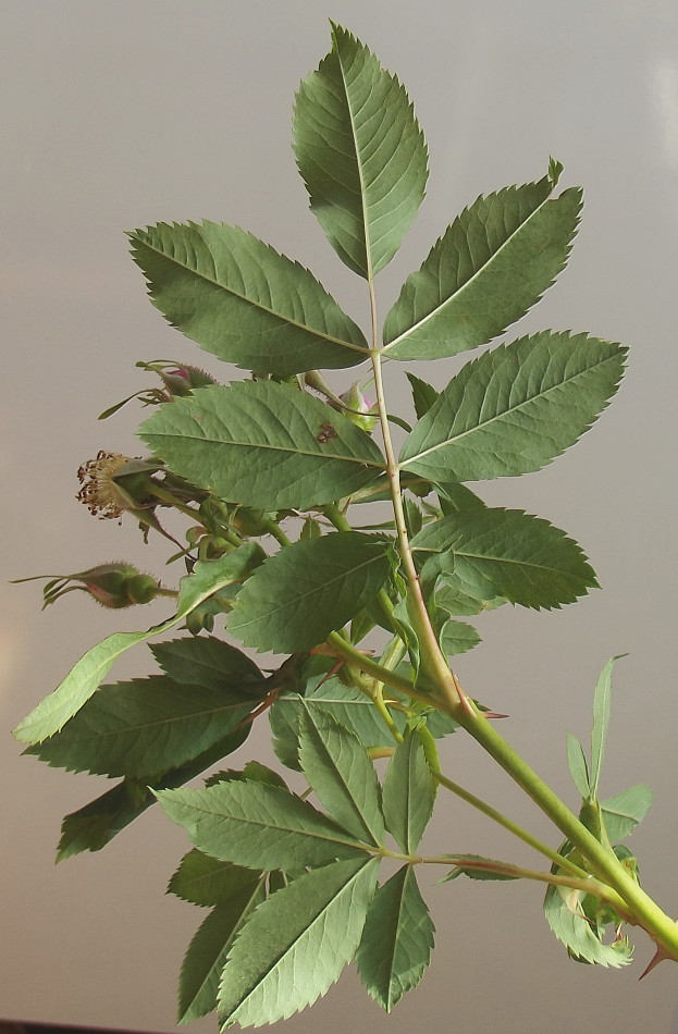 Image of Rosa carolina specimen.