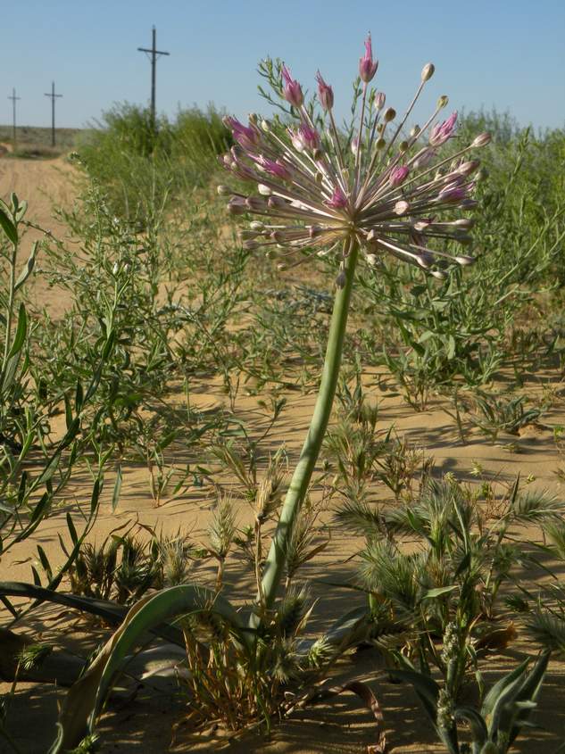 Изображение особи Allium caspium.