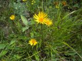 Inula ensifolia. Цветущее растение. Ставропольский край, Джинальский хребет, окр. г. Кисловодск. 01.07.2012.