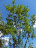 Salix schwerinii