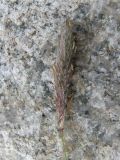 Alopecurus ponticus