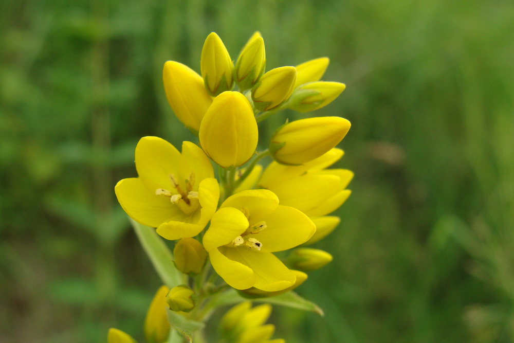 Изображение особи Lysimachia vulgaris.