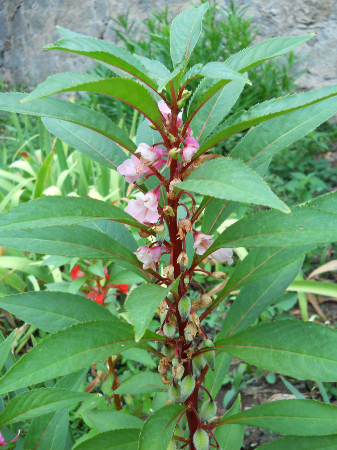 Image of Impatiens balsamina specimen.