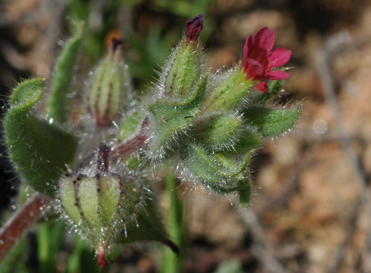 Image of Nonea caspica specimen.