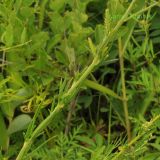 Veronica linariifolia. Часть побега с нераспустившимися соцветиями. Приморский край, Уссурийский гор. округ, окр. с. Монакино, луг на небольшой сопке. 10.08.2012.